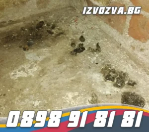 Почистване на таван след мишки Варна