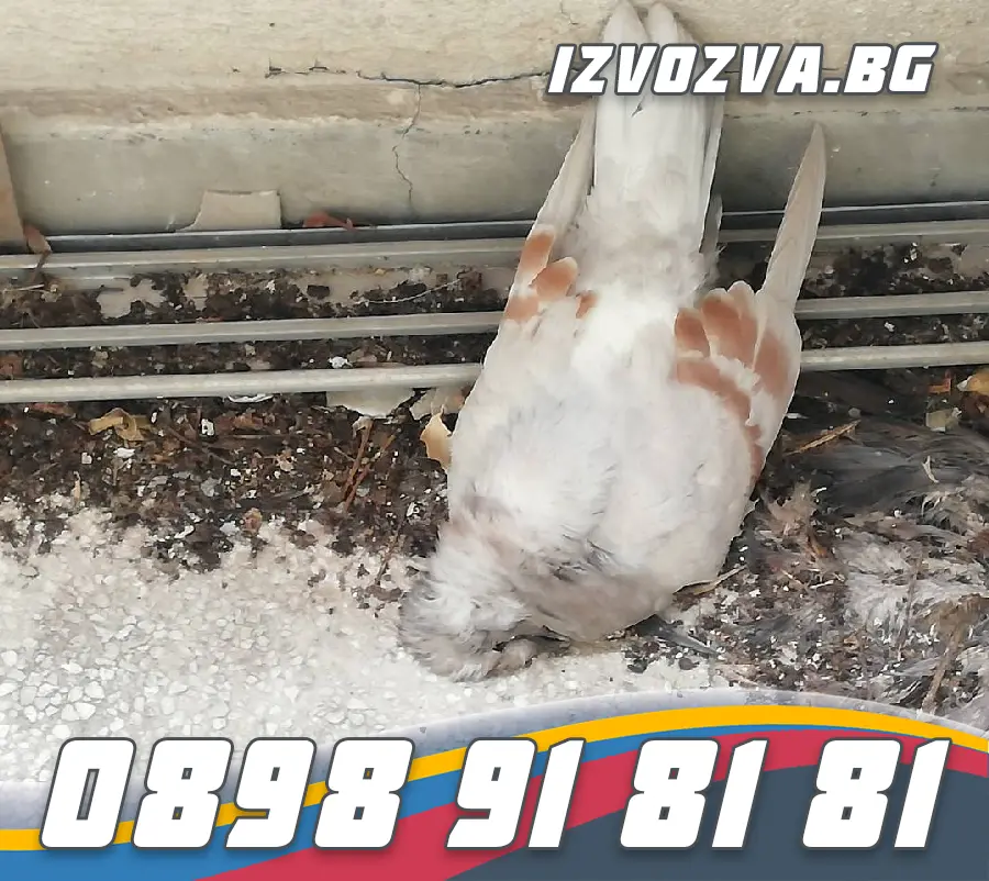 Как да се справим с пера на гълъби
